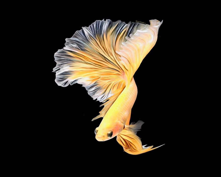 Tropical Yellow Betta Fish On Black Background Digital Art