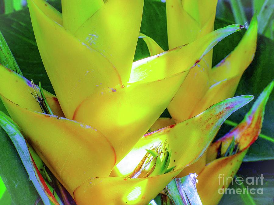 Flowers Still Life Photograph - Tropical Yellow Heliconia by D Davila