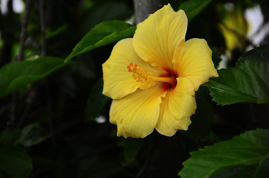 Tropical Yellow Hibiscus Photograph by Bob Seshadri - Pixels