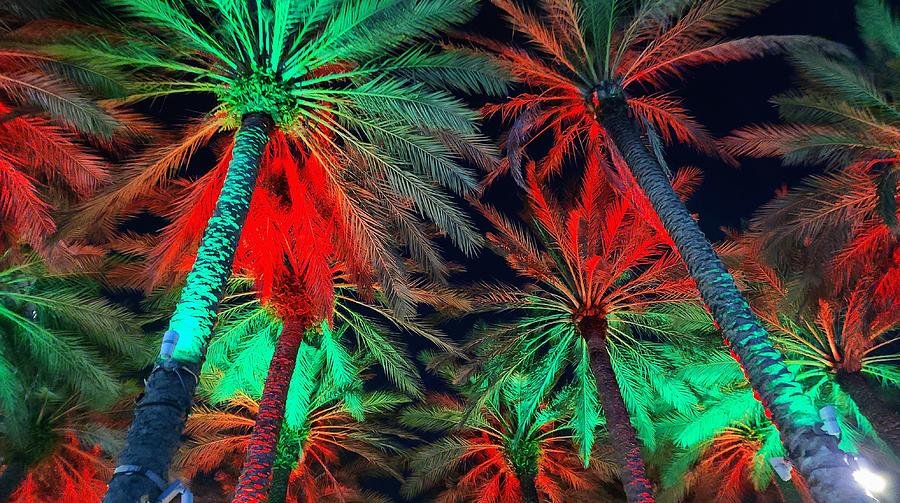 Tropixmas Photograph by Jeffrey Bailey