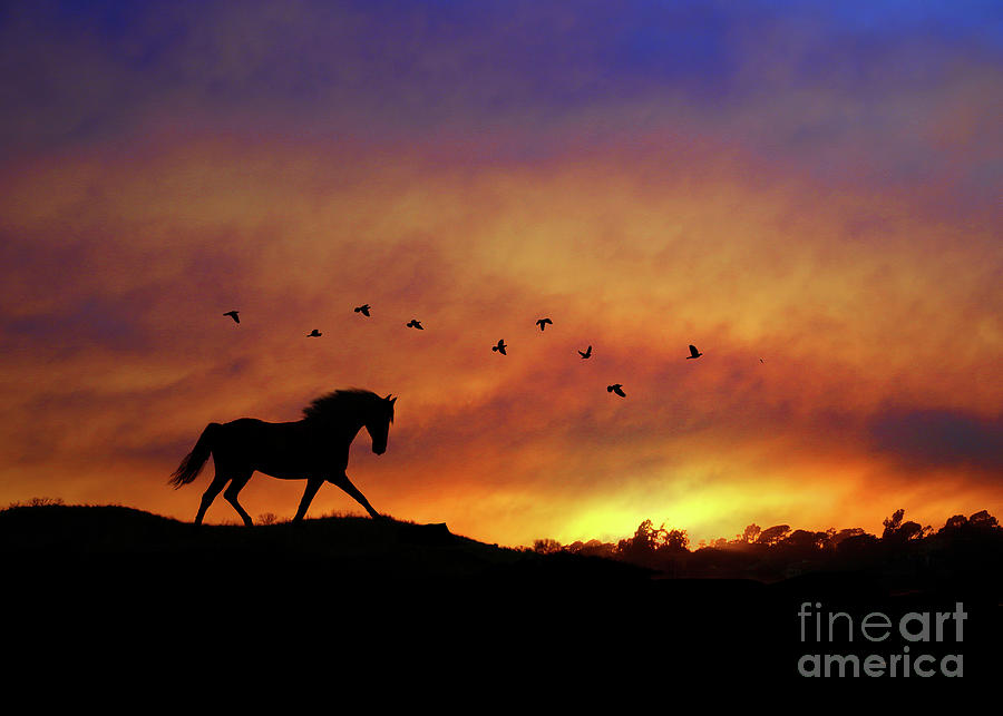 Trotting Horse in the Sunset Photograph by Stephanie Laird