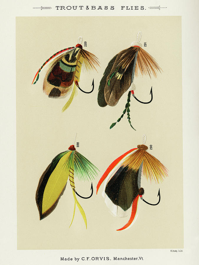 Trout and Bass Fishing Flies from Favorite Flies and Their Histories  Drawing by Mary Orvis Marbury - Fine Art America