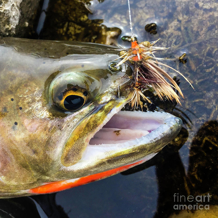 Trout Face Mask Photograph by Daryl L Hunter - Fine Art America
