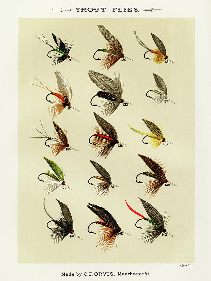 Trout Fishing Flies I from Favorite Flies and Their Histories Drawing by  Mary Orvis Marbury - Fine Art America