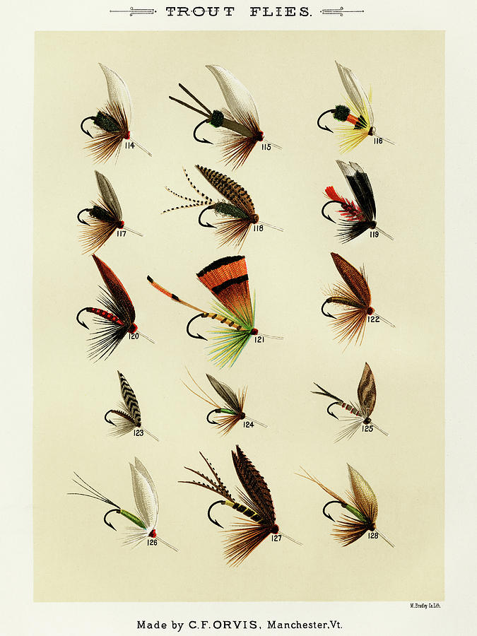 Trout Fishing Flies VIII from Favorite Flies and Their Histories Drawing by  Mary Orvis Marbury - Fine Art America