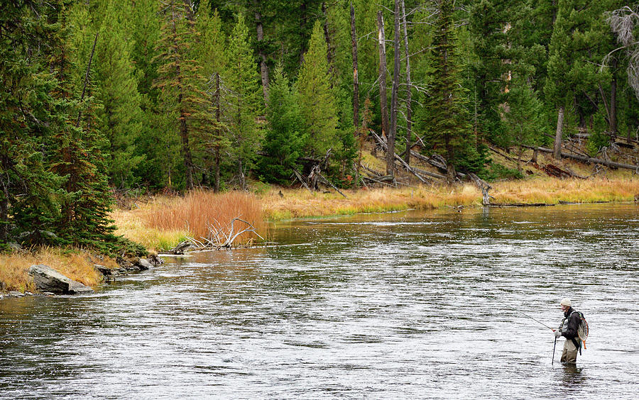 Trout Fishing Yellowstone Style Photograph by Paul Freidlund