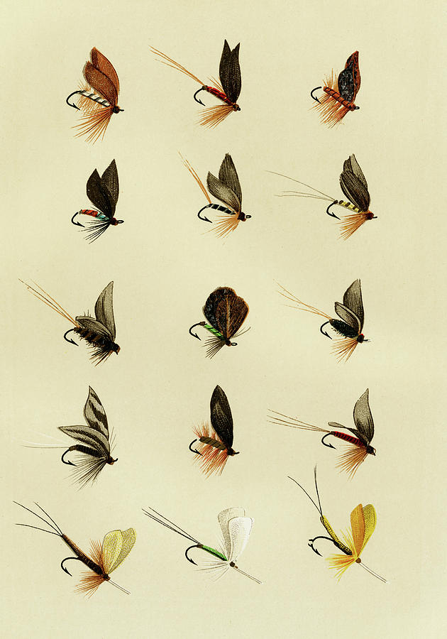 Trout Flies 3 Favorite Flies and Their Histories Mixed Media by Movie Poster Prints