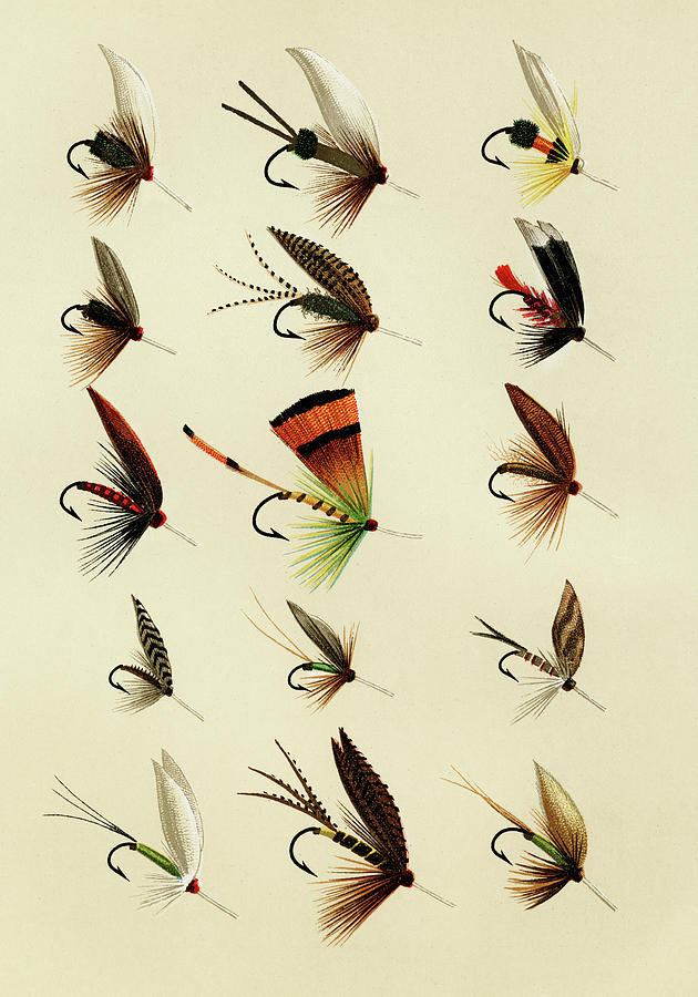 Trout Flies 6 Favorite Flies and Their Histories Mixed Media by Movie Poster Prints