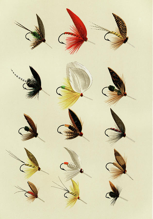 Trout Flies 8 Favorite Flies and Their Histories Mixed Media by Movie Poster Prints