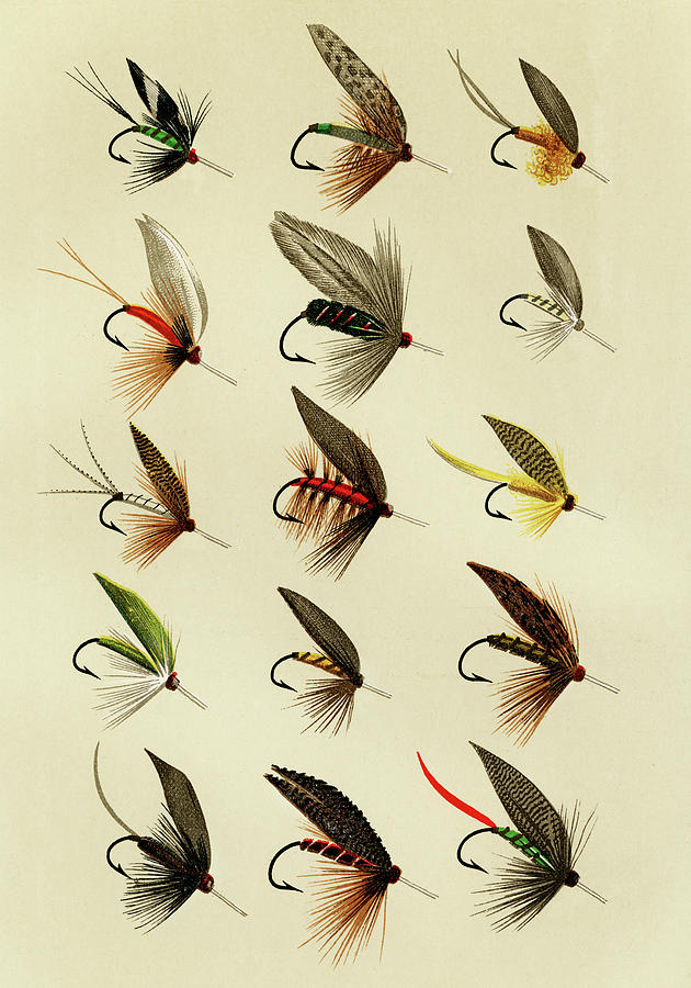 Trout Flies Favorite Flies and Their Histories Mixed Media by Movie Poster Prints