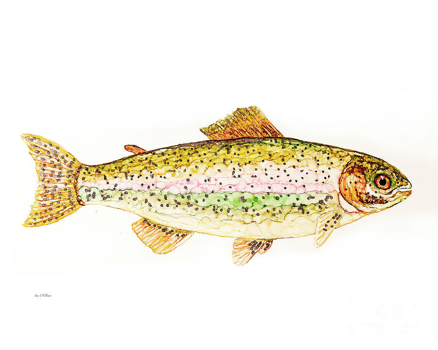 Trout Painting by Jan Killian
