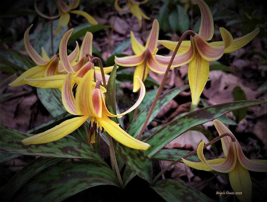 Trout Lilies in the Forest Photograph by Angela Davies