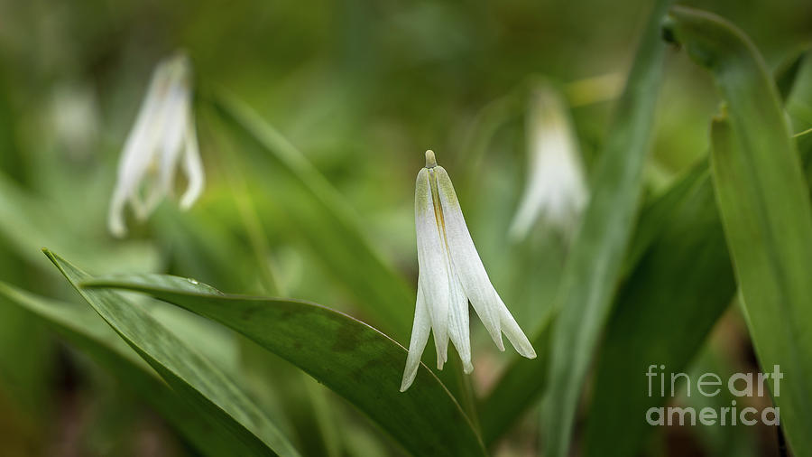 Trout Lily 3 Photograph by Bill Frische