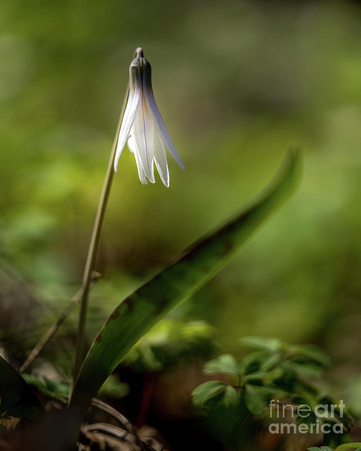 Trout Lily 4 Photograph by Bill Frische
