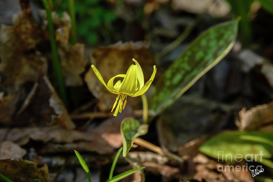Trout Lily Photograph