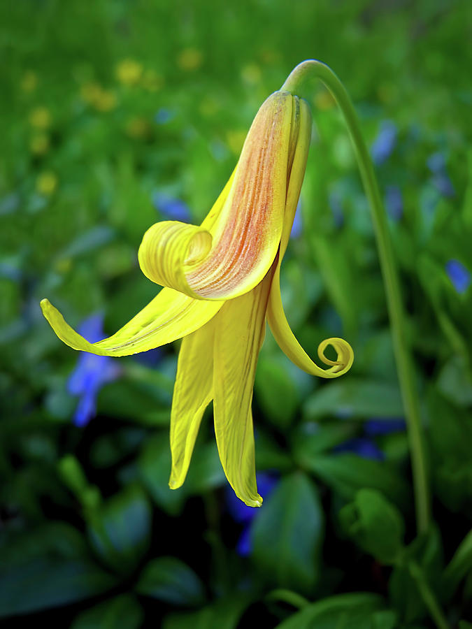Trout Lily Photograph by Carolyn Derstine