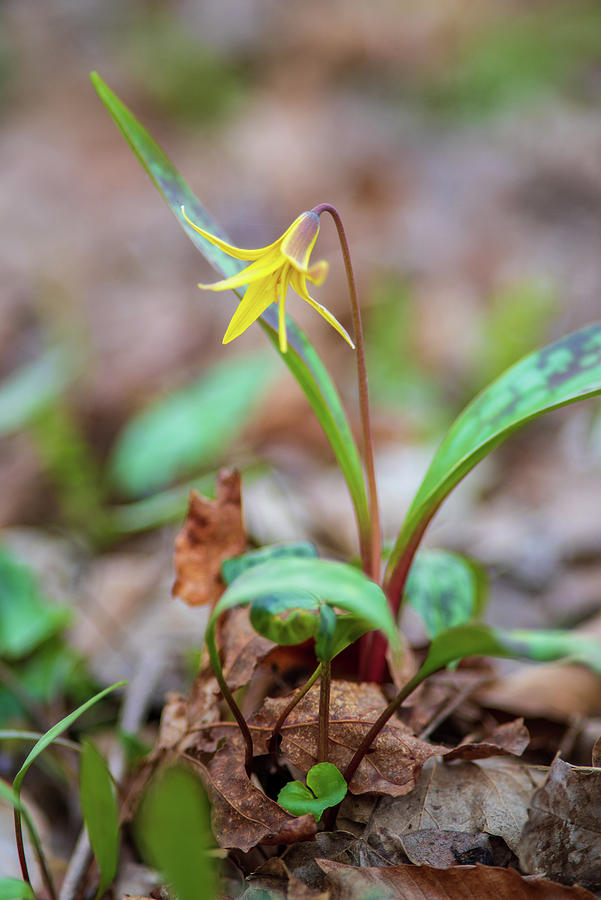 Trout Lily Photograph by Grant Twiss