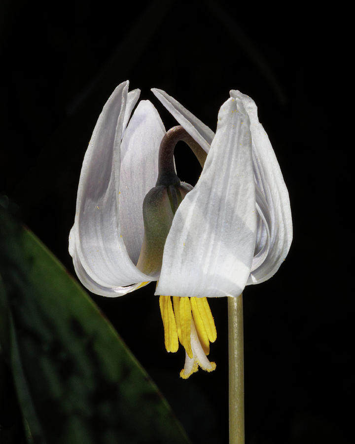 Trout Lily-II Photograph by Ray Silva