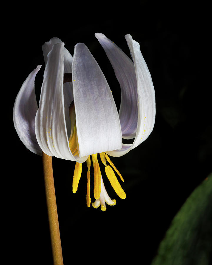 Trout Lily Photograph by Ray Silva
