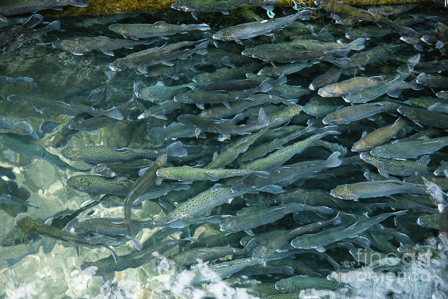 Trouts in fish pond Photograph by Jelena Jovanovic