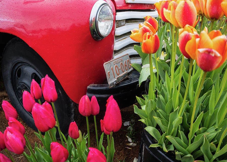 Truck and Tulips Photograph by Peggy McCormick