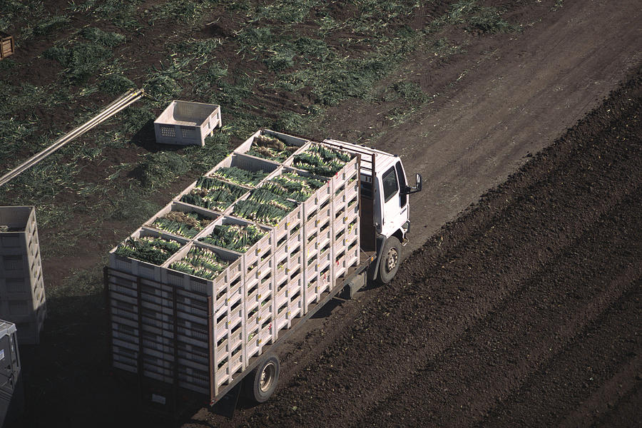 Truck with harvested onions Photograph by Comstock Images