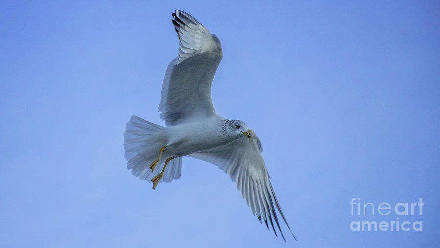 Nature Photograph - Truckin Off Across The Sky by Sharon Mayhak Nature Photograph - Truckin Off Across The Sky by Sharon Mayhak