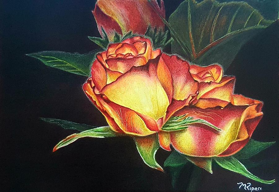 Roses Drawing - True Beauty by Michelle Ripari Roses Drawing - True Beauty by Michelle Ripari