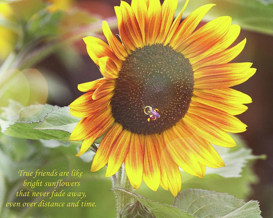 Pic Photograph - True Friends by Matthew Adelman Pic Photograph - True Friends by Matthew Adelman