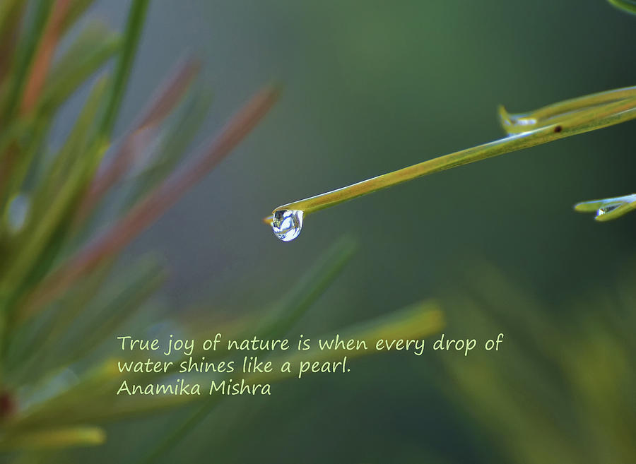 True Joy of Nature Photograph by Linda Brody