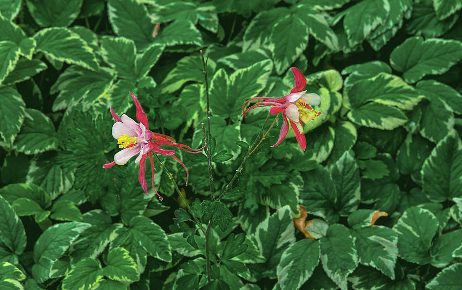 True Love Is Born Of Understanding. There are 60 To 70 Species Of Columbine. Photograph by Bijan Pirnia