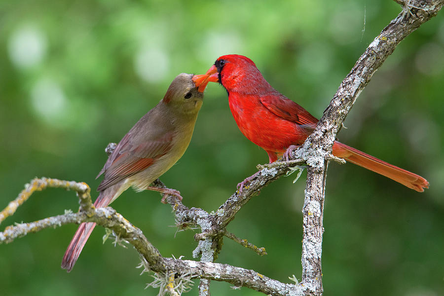 True Love - Northern Cardinal Courtship Feeding Photograph by Belen Bilgic Schneider