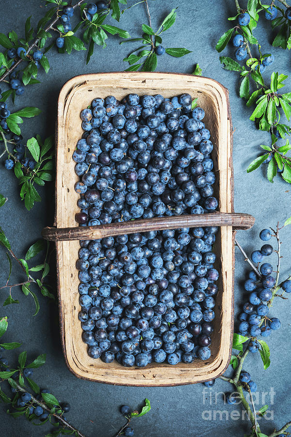 Trug of Foraged Sloes Photograph by Tim Gainey