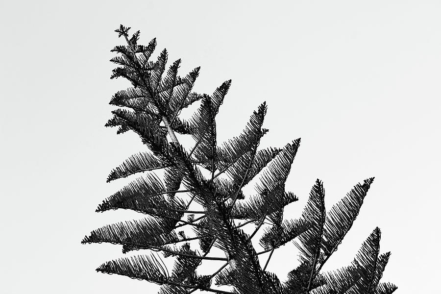 Truly A Star Pine Tree Black And White Photograph