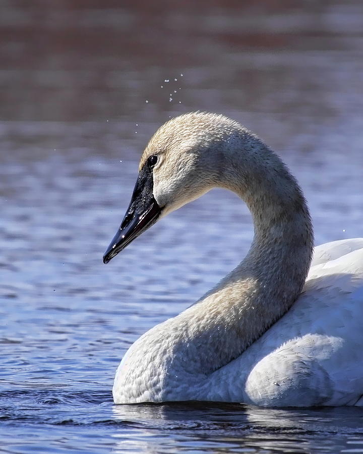 Trumpeter Swan Shaking It Off Photograph by Dale Kauzlaric