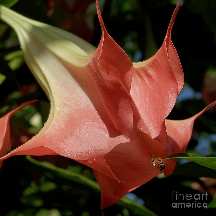 Trumpet Flower Photograph by AnnaJo Vahle