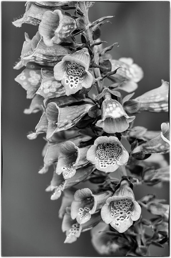 Trumpet Flower In Black And White Photograph