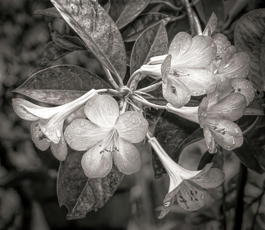 Trumpet Flower Monochrome Photograph by Ginger Stein
