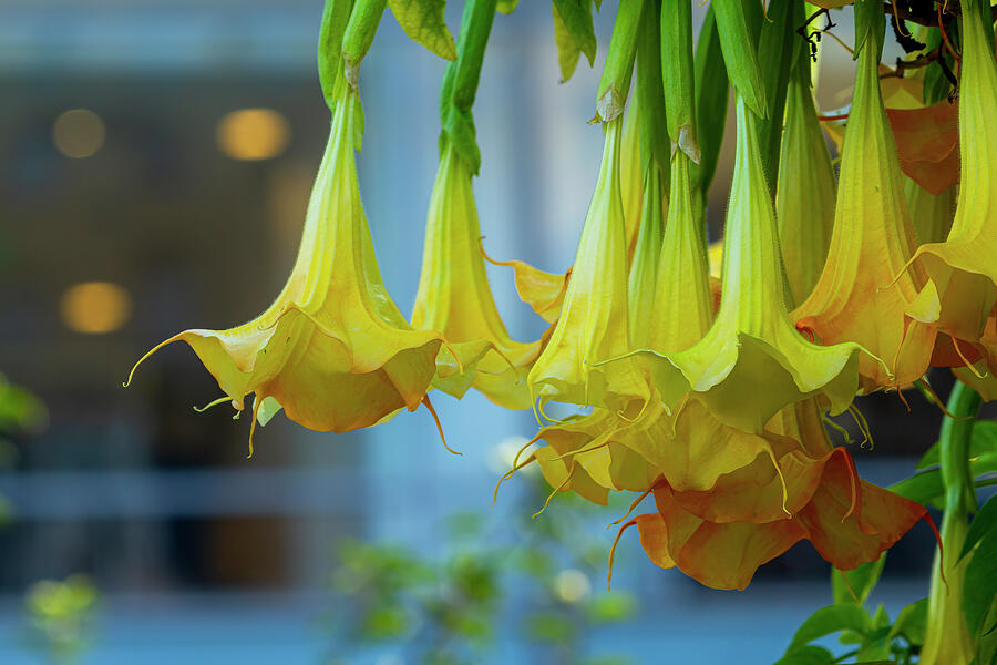 Trumpet Flowers Photograph by Bonnie Follett Trumpet Flowers Photograph by Bonnie Follett