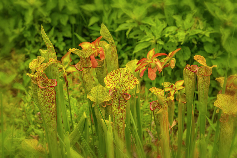 Trumpet Pitcher Plants Photograph by Cate Franklyn