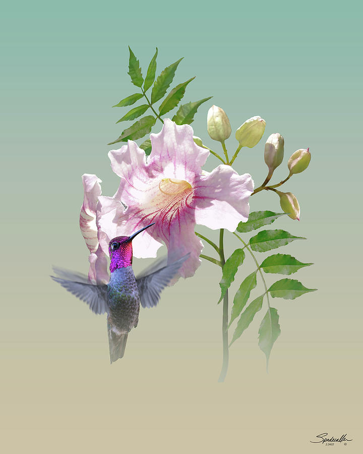 Trumpet Vine and Hummingbird Digital Art by M Spadecaller
