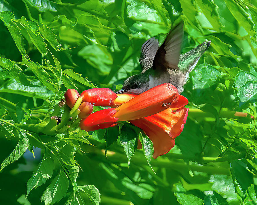 Trumpet Vine and Ruby-throated Hummingbird DFL1320 Photograph by Gerry Gantt