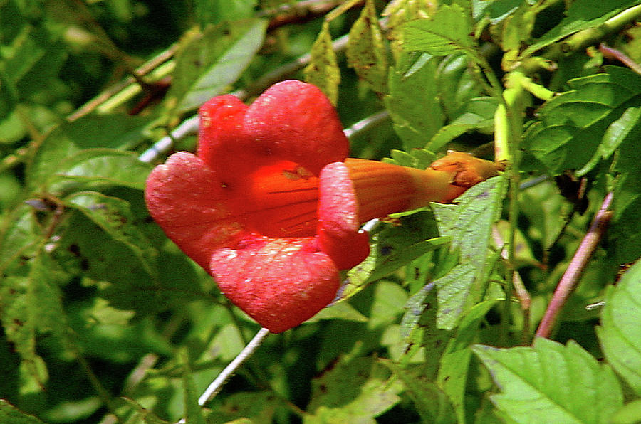 Trumpet Vine Bloom Photograph by Greg Jones - Fine Art America