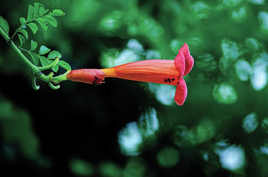 Trumpet Vine with Ants Photograph by DMT Photography Fine Art America