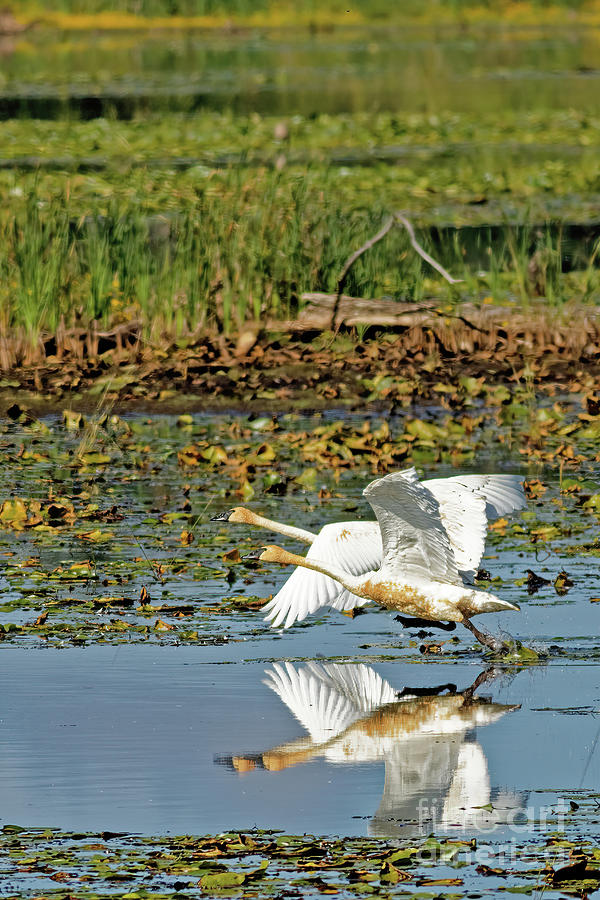 Trumpeter Action Takeoff Photograph by Natural Focal Point Photography
