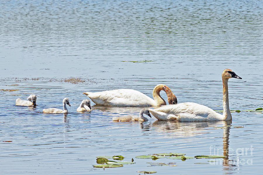 Trumpeter Family Lunch  Photograph by Natural Focal Point Photography