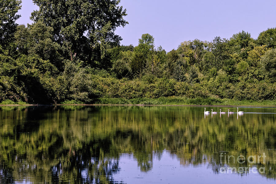 Trumpeter Family on Lake in Carver Park in Minnetonka Photograph by Natural Focal Point Photography