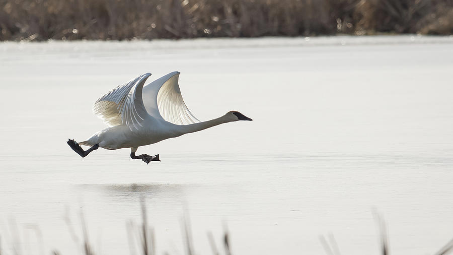 Trumpeter Ice Capade Photograph by Robert Shields - Fine Art America