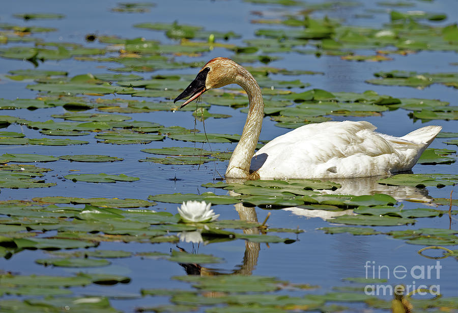 Swan Photograph - Trumpeter in the Water Lillies by Natural Focal Point Photography