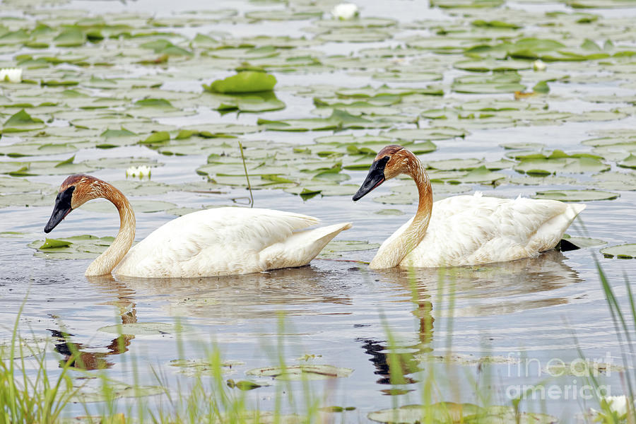Trumpeter Pair in Sherburne Photograph by Natural Focal Point Photography